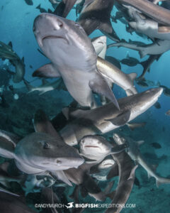 Diving with sharks and rays in Japan on our Japanese shark diving safari.