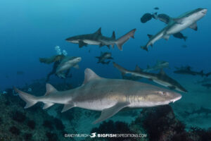 Diving with sharks and rays in Japan on our Japanese shark diving safari.