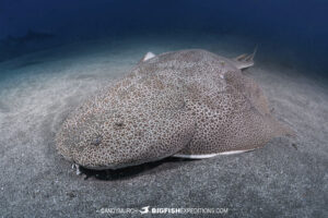 Japanese Angelshark dive in Honshu, Japan.