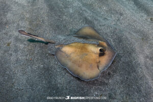 Oriental stingaree or sepia stingray. Shark diving in Japan.