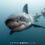 Great White Shark Cage Diving Expedition 2025