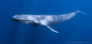 Snorkeling with Blue Whales.