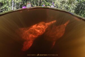 Snorkeling with pink dolphins in the Rio Negro.