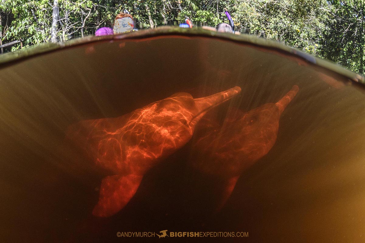 Snorkeling with pink dolphins in the Rio Negro.
