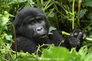 Baby gorilla trekking in Bwindi Impenetrable Forest.