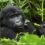Gorilla Trekking and African Big Five Safari 2025 Trip Report