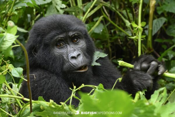 Baby gorilla trekking in Bwindi Impenetrable Forest.