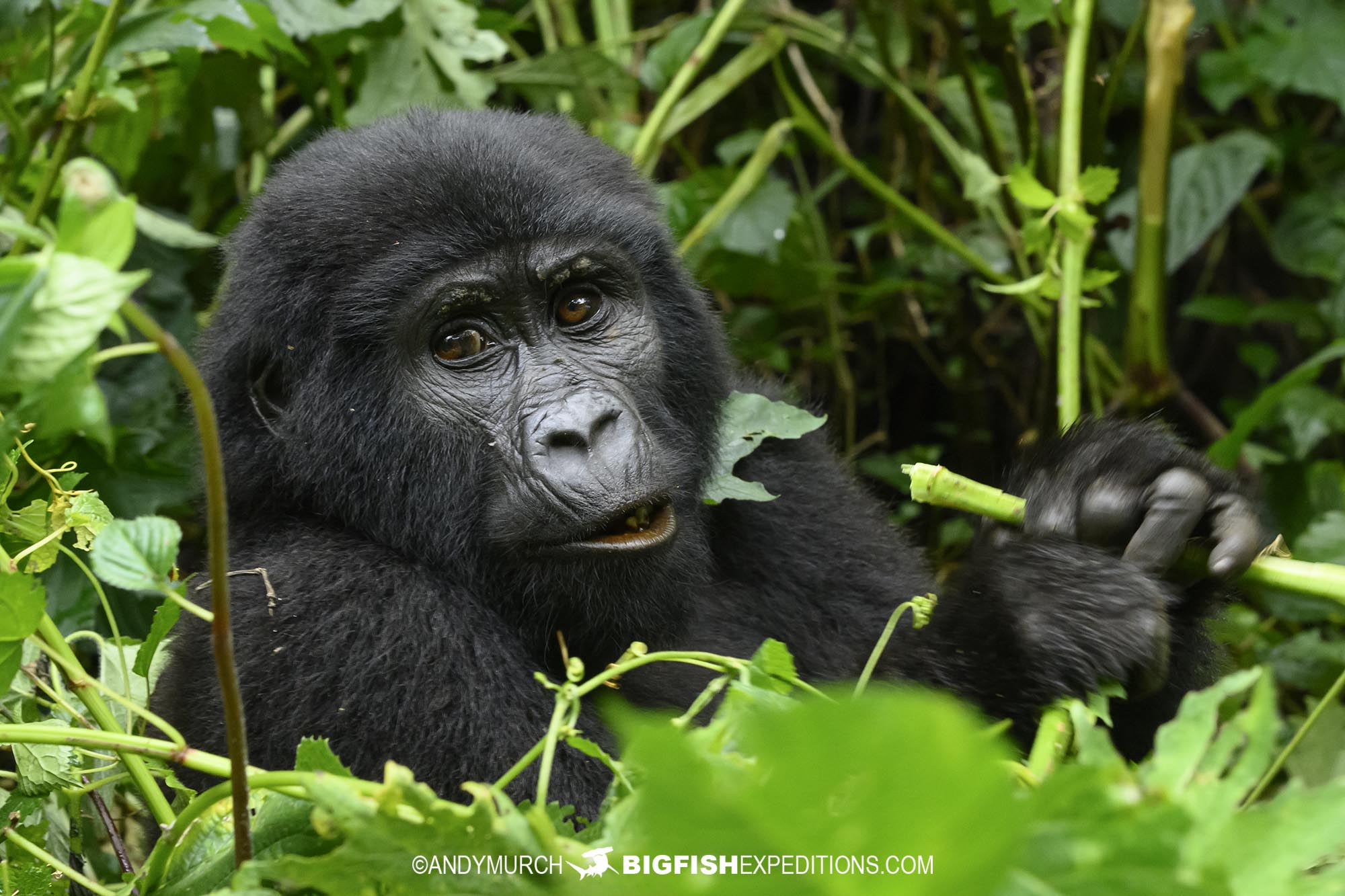 Baby gorilla trekking in Bwindi Impenetrable Forest.
