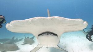 Scuba diving trip with great hammerheads and tiger sharks in the Bahamas at Tiger Beach and Bimini Island.