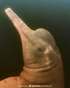 Snorkeling with Pink Dolphins in the Rio Negro in the Brazilian Amazon.