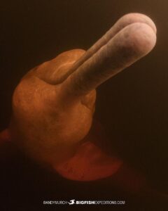 Pink Dolphin Snorkeling Tour in the Amazon.