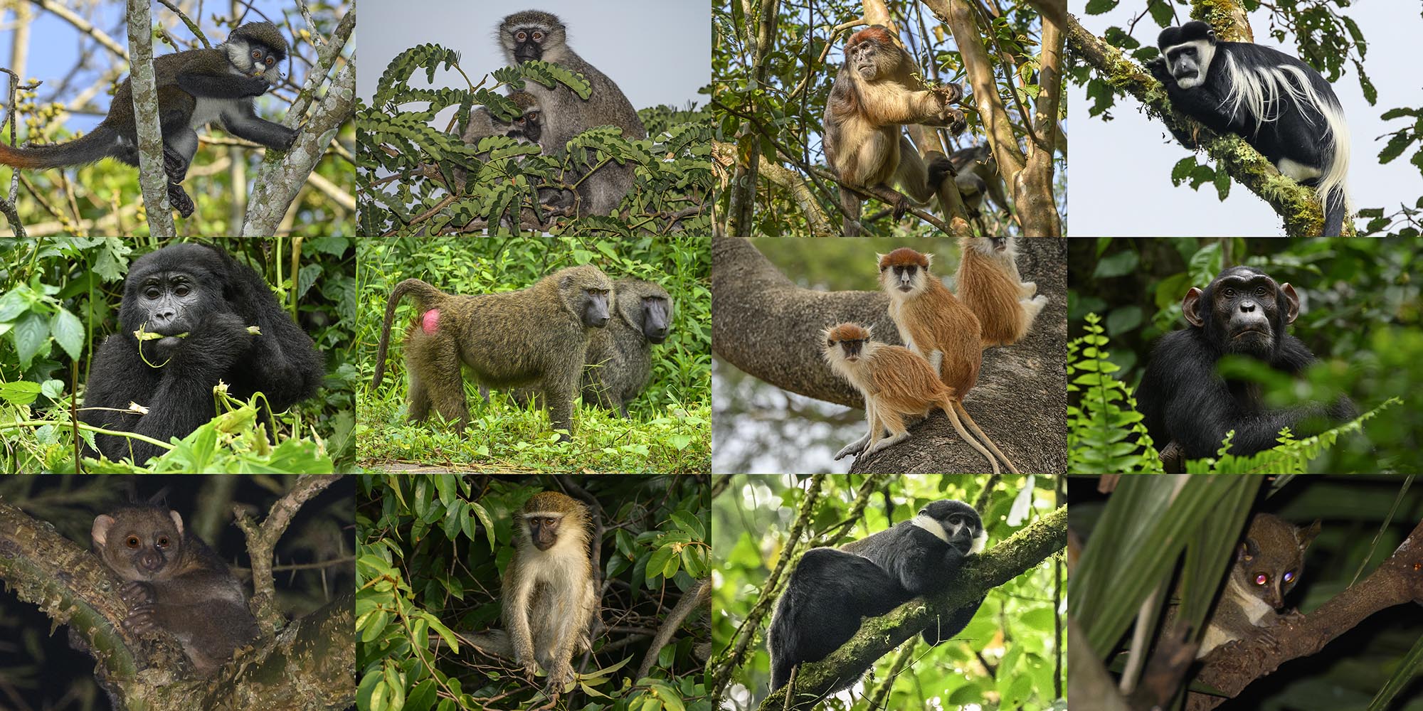 Primates of Uganda.