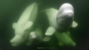 Snorkeling with Beluga Whales in the Churchill River in Canada.