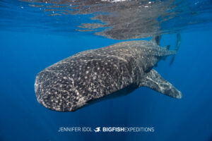 Whale shark swimming just below the surface with water reflections, Isla Mujeres, Mexico.