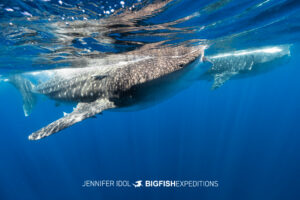 Two whale sharks swim side by side near the ocean surface.