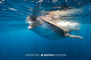Whale shark feeding with mouth wide open at the surface in Mexico.