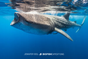 Whale shark (Rhincodon typus) swimming at the surface with mouth open in Isla Mujeres, Mexico.