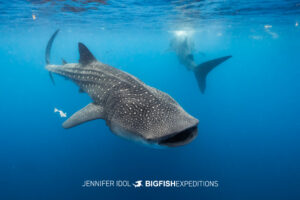 Two whale sharks feeding near the surface in Isla Mujeres, Mexico.