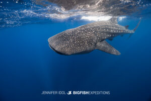 Whale shark with light reflecting off its back, Isla Mujeres, Mexico.