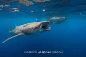Two whale sharks feeding near the surface in Isla Mujeres, Mexico.