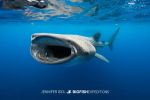 Whale shark swimming toward camera with mouth open, Isla Mujeres, Mexico.