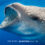 Whale Shark Snorkeling Expedition 2025