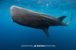 Unusual whale shark swimming on its side in Isla Mujeres, Mexico.
