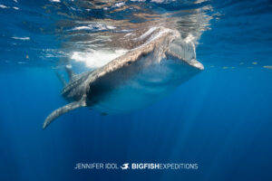 Whale shark feeding with mouth wide open at the surface in Mexico.