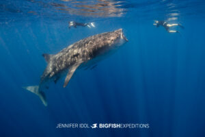 Snorkelers swim with whale shark