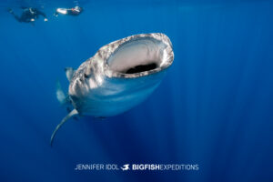 Open bottle feeding behavior by whale shark with two snorkelers