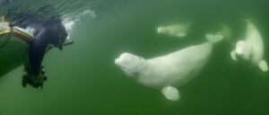 Snorkeling with beluga whales on a beluga board in Hudson Bay near Churchill, Canada.