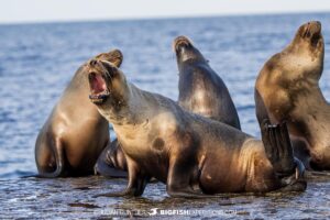 Snorkeling with Southern Right Whales under special permit in Peninsula Valdez, Patagonia, Argentina.