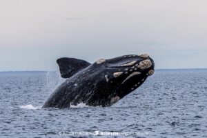 Snorkeling with Southern Right Whales under special permit in Peninsula Valdez, Patagonia, Argentina.