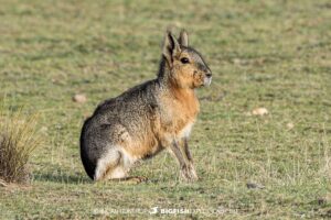 Snorkeling with Southern Right Whales under special permit in Peninsula Valdez, Patagonia, Argentina.