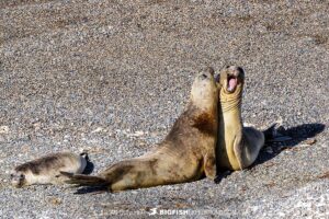 Snorkeling with Southern Right Whales under special permit in Peninsula Valdez, Patagonia, Argentina.