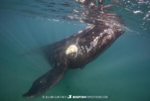 Snorkeling with Southern Right Whales under special permit in Peninsula Valdez, Patagonia, Argentina.