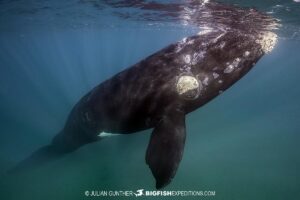 Snorkeling with Southern Right Whales under special permit in Peninsula Valdez, Patagonia, Argentina.