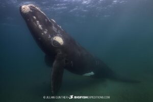 Snorkeling with Southern Right Whales under special permit in Peninsula Valdez, Patagonia, Argentina.