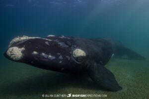 Snorkeling with Southern Right Whales under special permit in Peninsula Valdez, Patagonia, Argentina.