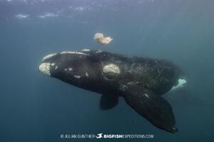 Snorkeling with Southern Right Whales under special permit in Peninsula Valdez, Patagonia, Argentina.