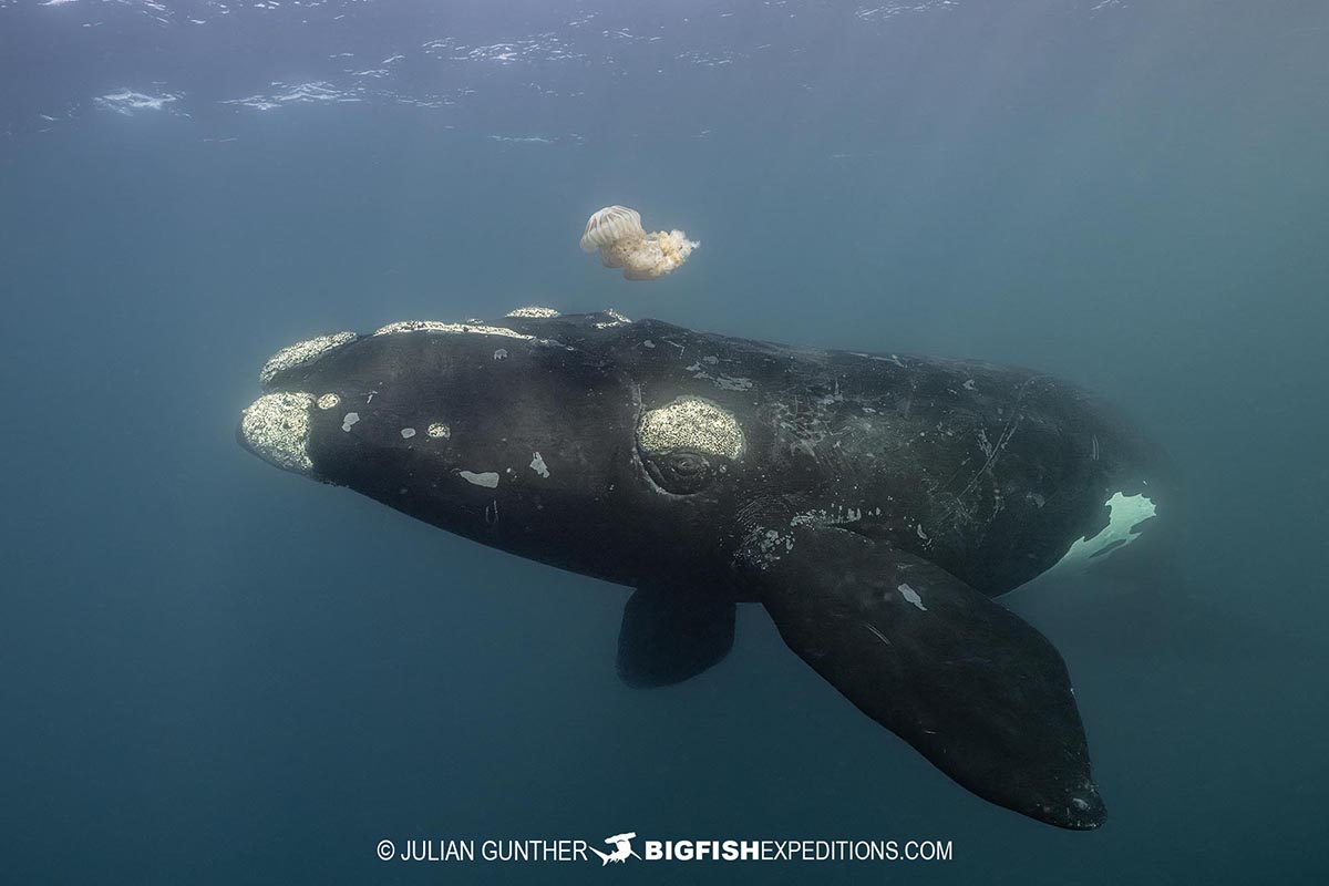 Snorkeling with Southern Right Whales under special permit in Peninsula Valdez, Patagonia, Argentina.