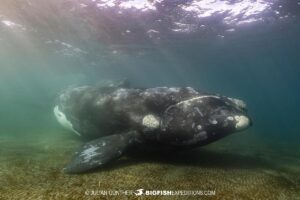 Snorkeling with Southern Right Whales under special permit in Peninsula Valdez, Patagonia, Argentina.