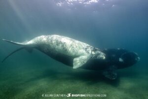 Snorkeling with Southern Right Whales under special permit in Peninsula Valdez, Patagonia, Argentina.