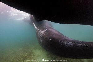 Snorkeling with Southern Right Whales under special permit in Peninsula Valdez, Patagonia, Argentina.
