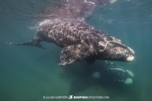 Snorkeling with Southern Right Whales under special permit in Peninsula Valdez, Patagonia, Argentina.