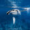 Humpback Whale Snorkeling 2025