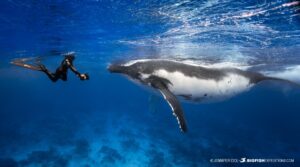 Snorkeling with Humpback Whales Tour in Rurutu.