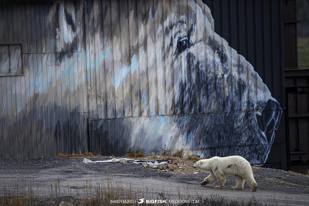 Polar Bear walking past a polar bear mural at White Whale Lodge.