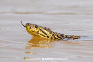 Yellow Anaconda swimming in the Pantanal on our Jaguar Photography Tour.