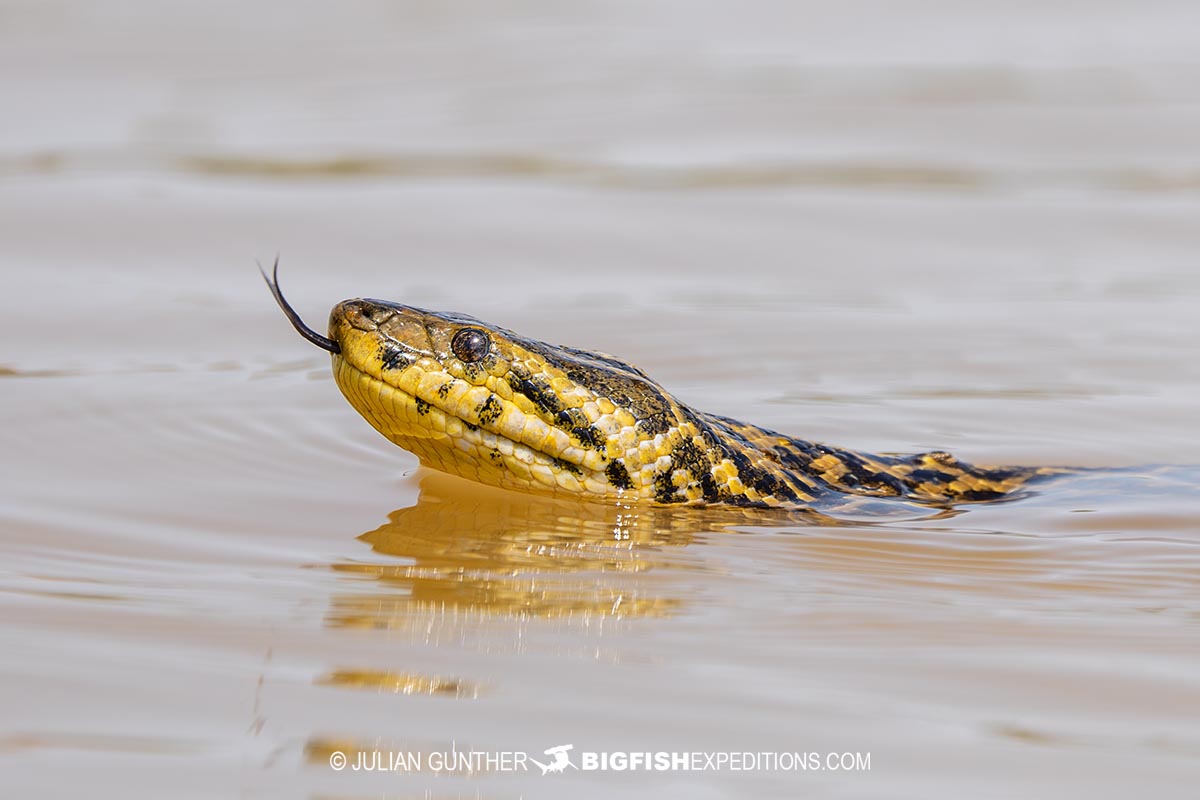 Yellow Anaconda swimming in the Pantanal on our Jaguar Photography Tour.